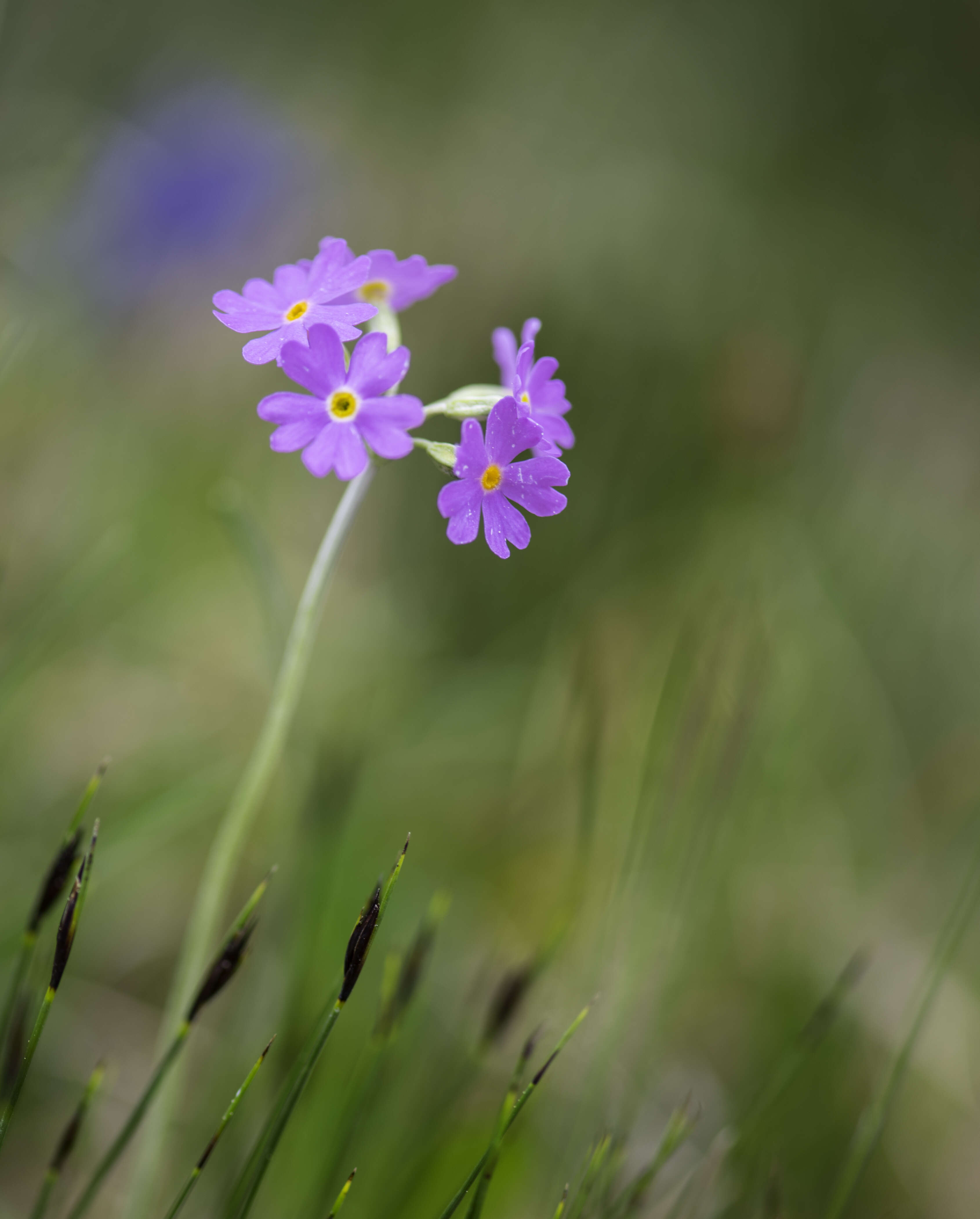 Plancia ëd Primula farinosa L.