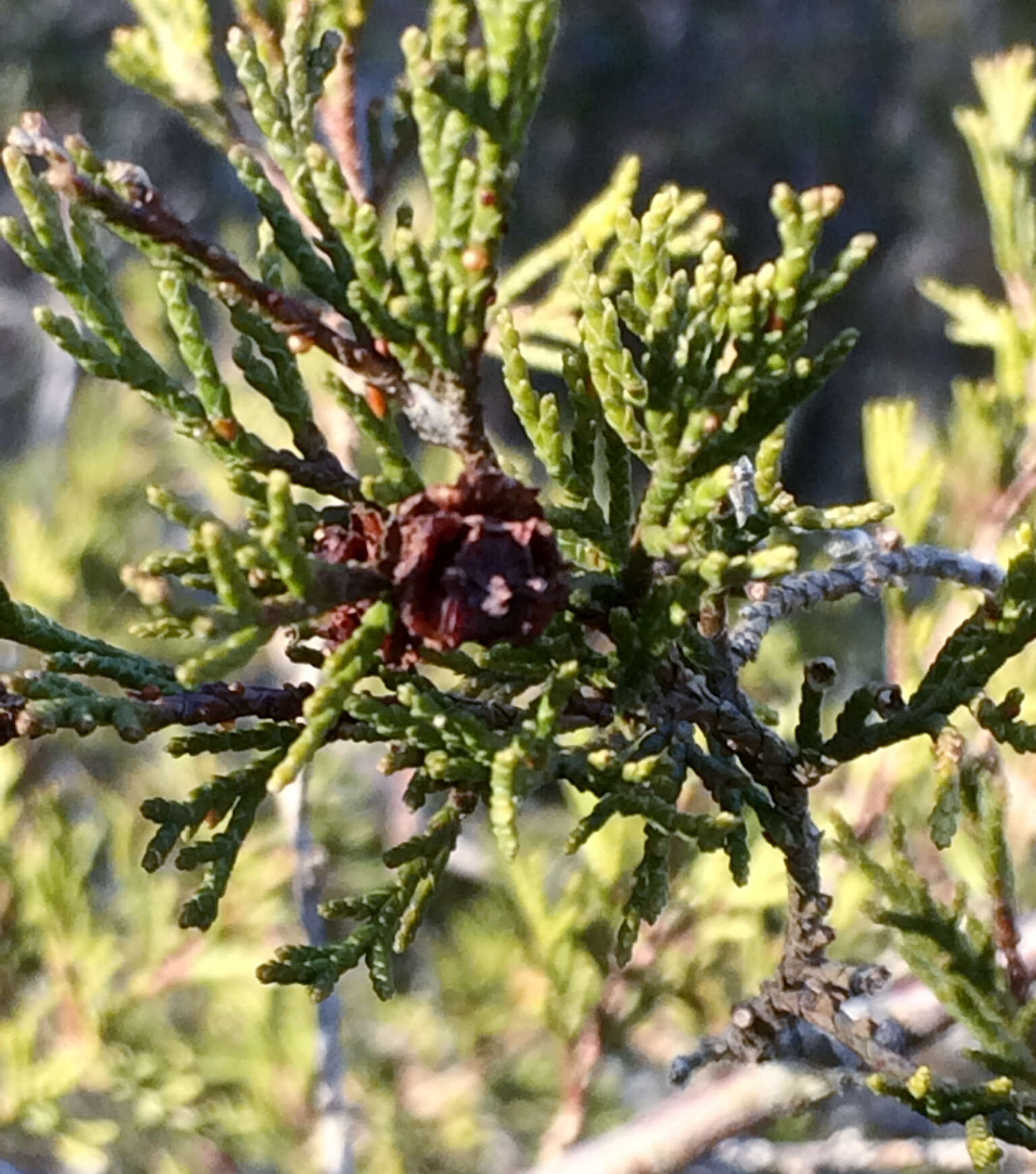 Image of Atlantic White Cedar