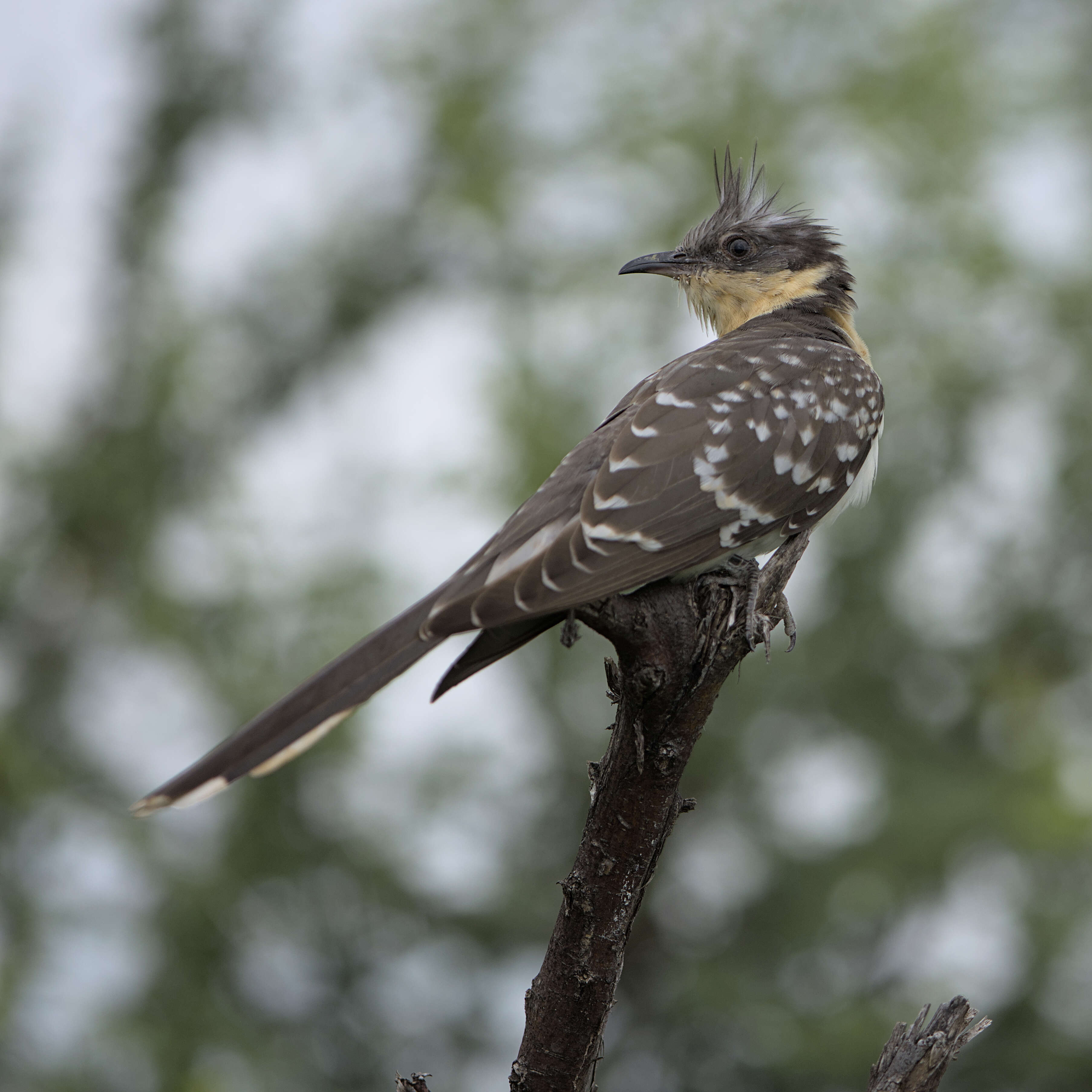 Imagem de Clamator glandarius (Linnaeus 1758)