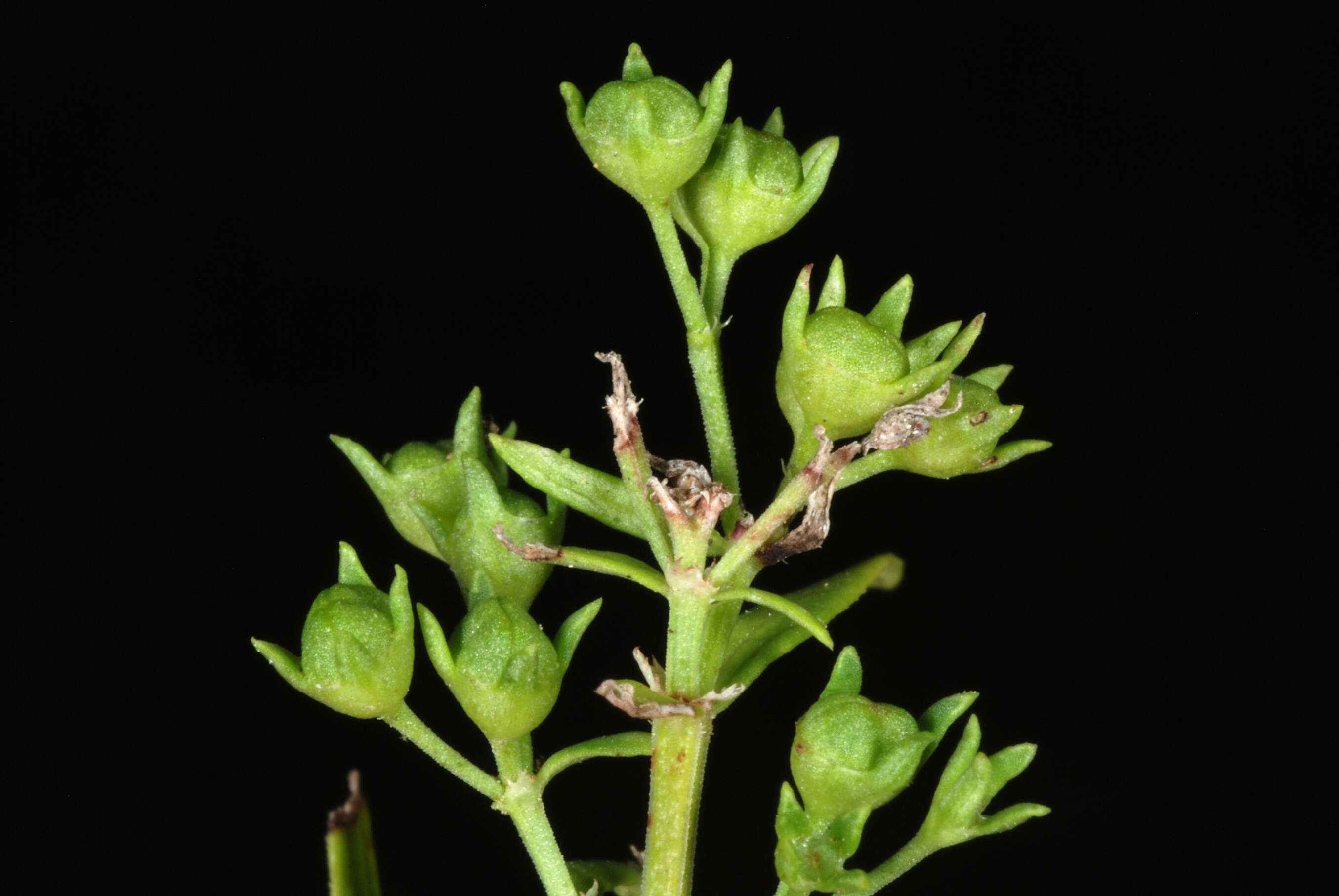 Image of longleaf summer bluet