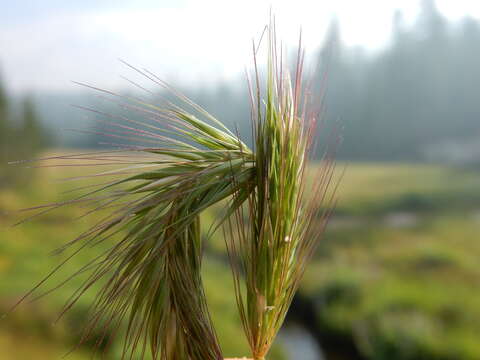 Image of meadow barley