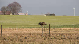 Image of Common Buzzard