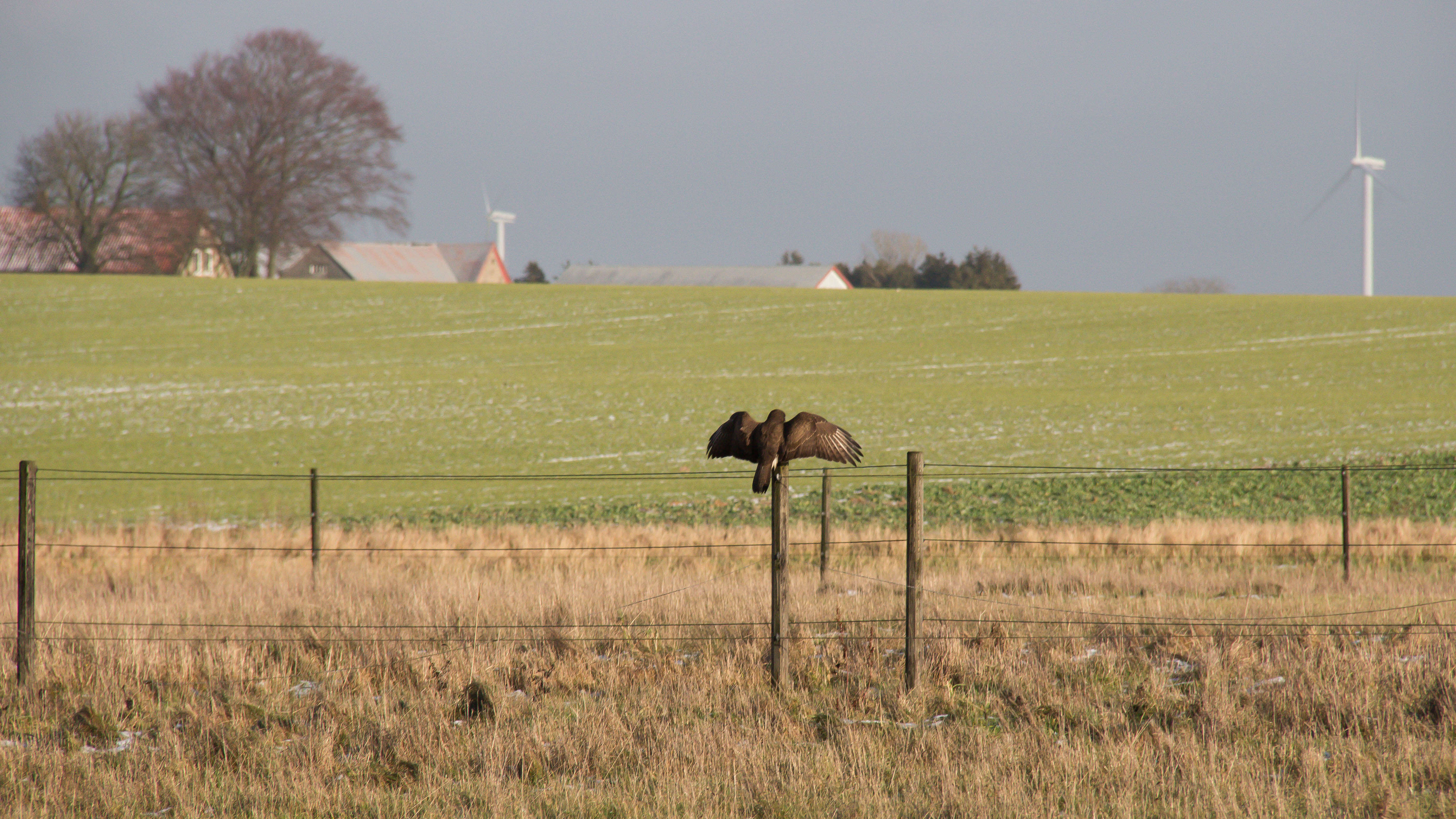 Image of Common Buzzard