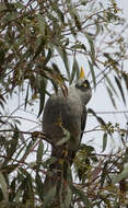 Image of Noisy Miner