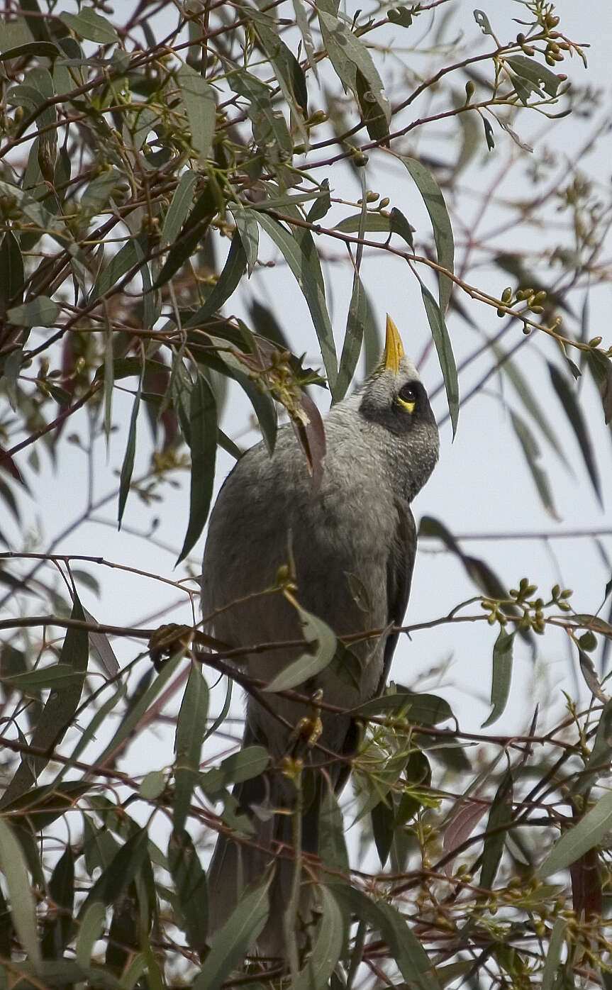 Image of Noisy Miner