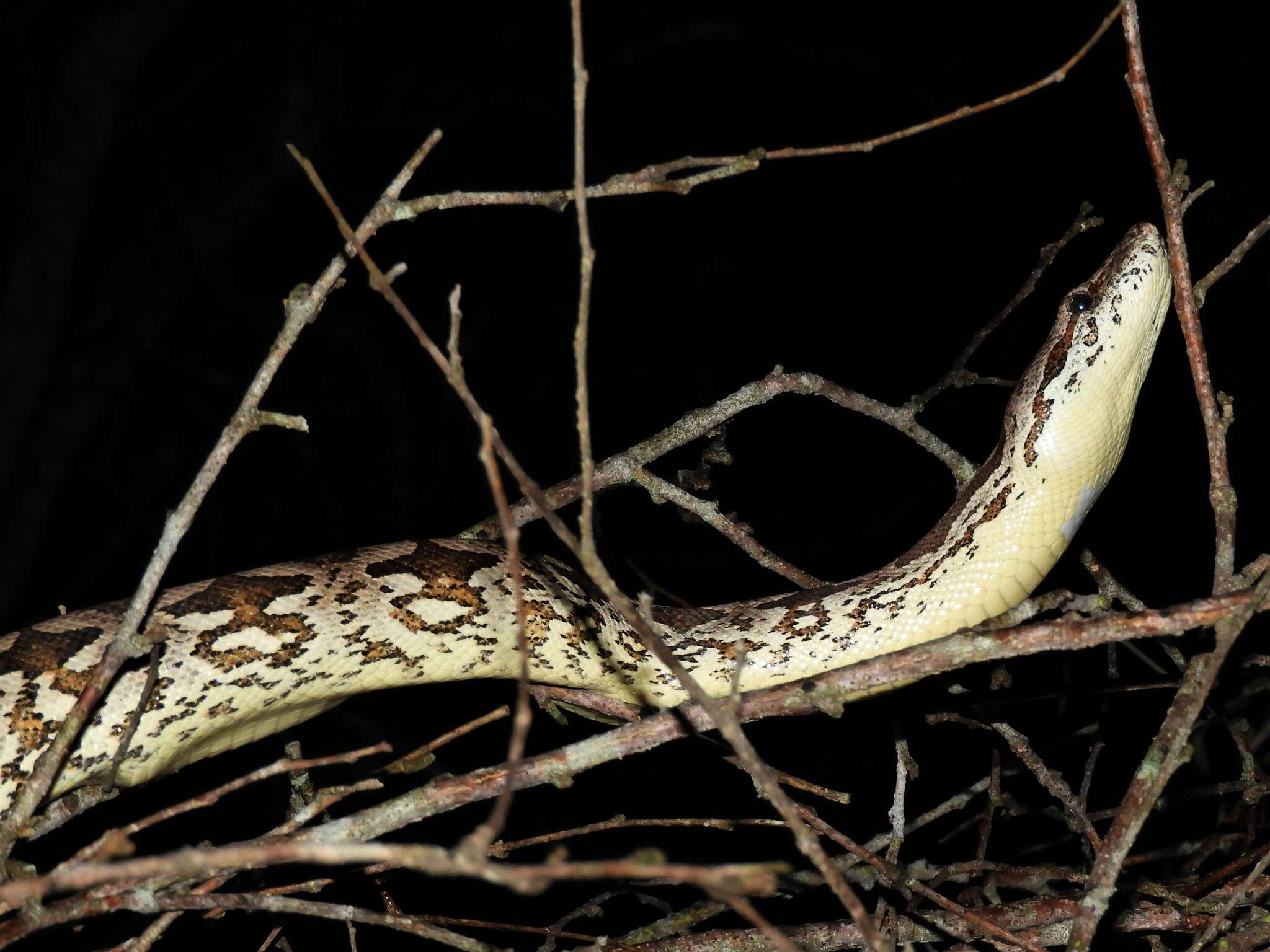 Image of Dumeril's Boa