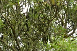 Image of Banksia seminuda (A. S. George) B. L. Rye