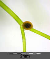 Image of Stonewort