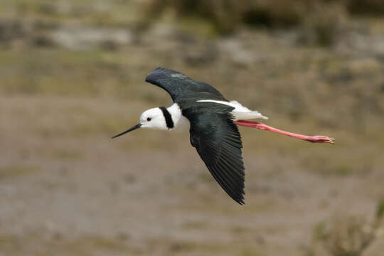 Image of Pied Stilt