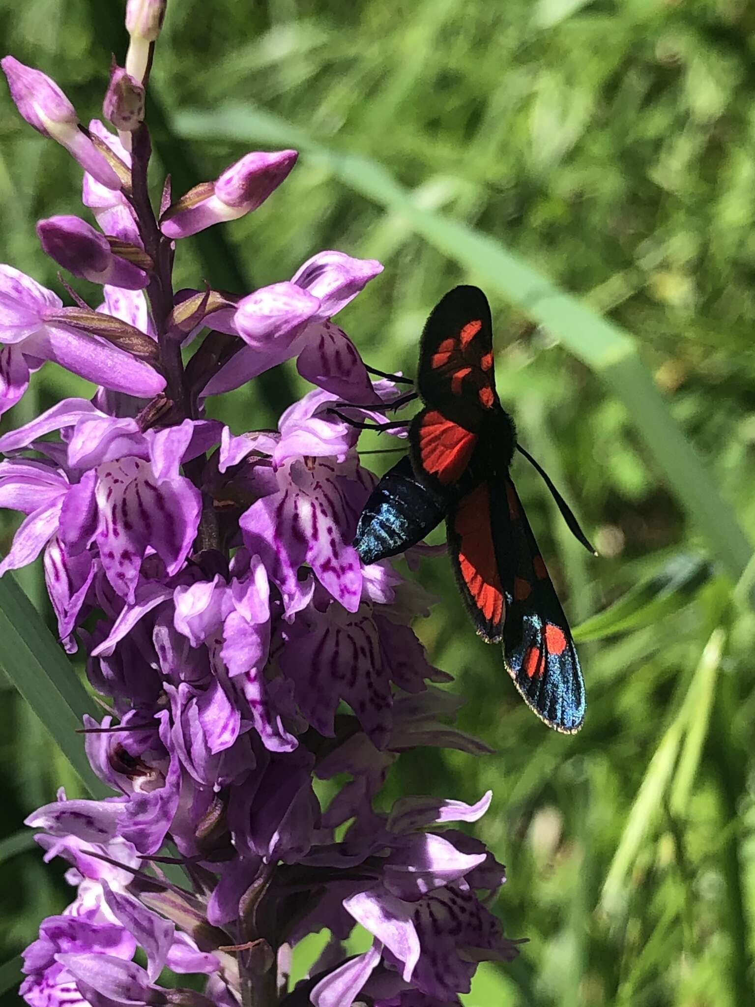 Image of Zygaena transalpina Esper 1781