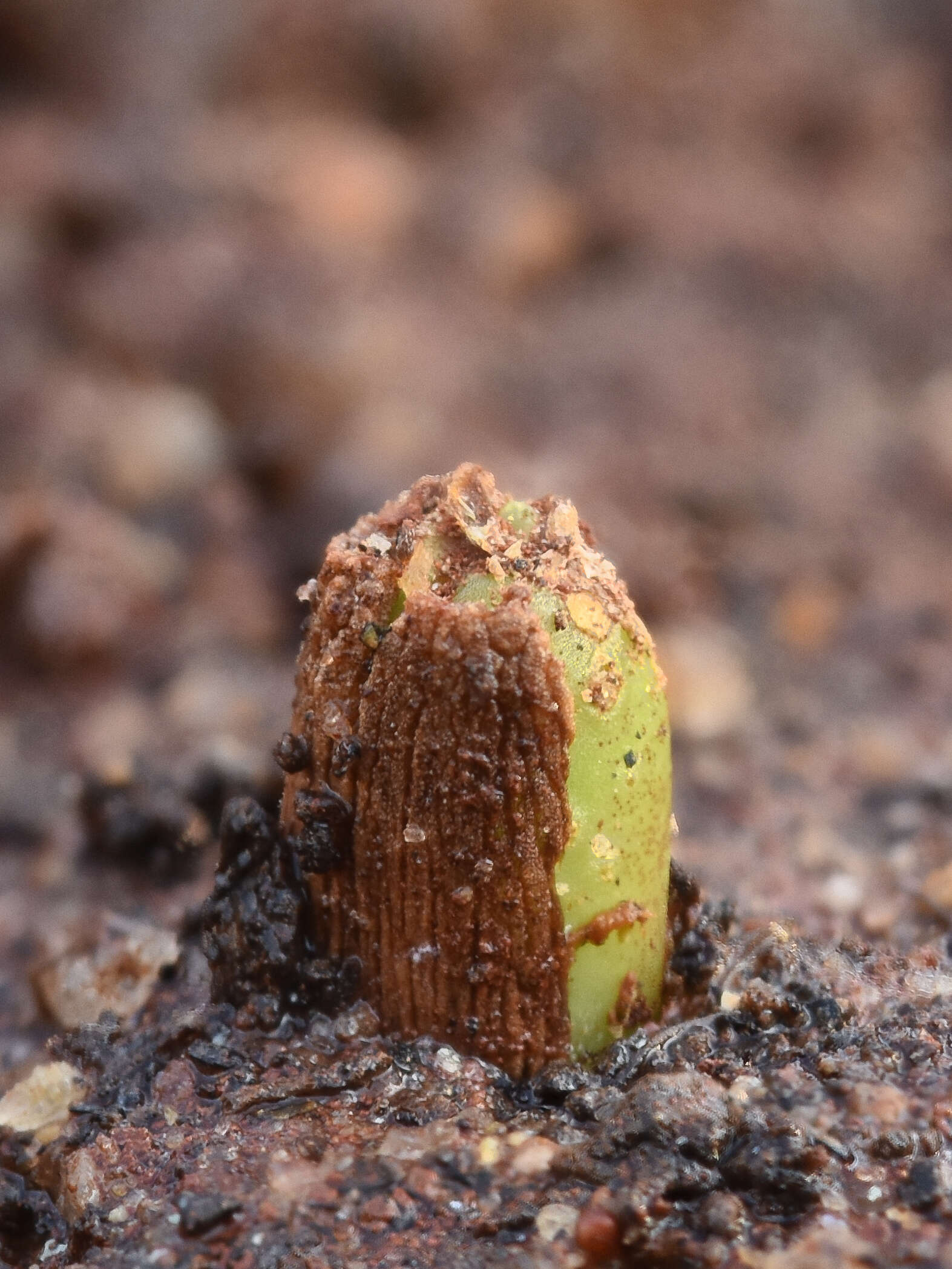 Image of Desert Rose