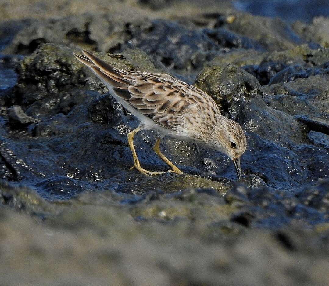 Image of Long-toed Stint