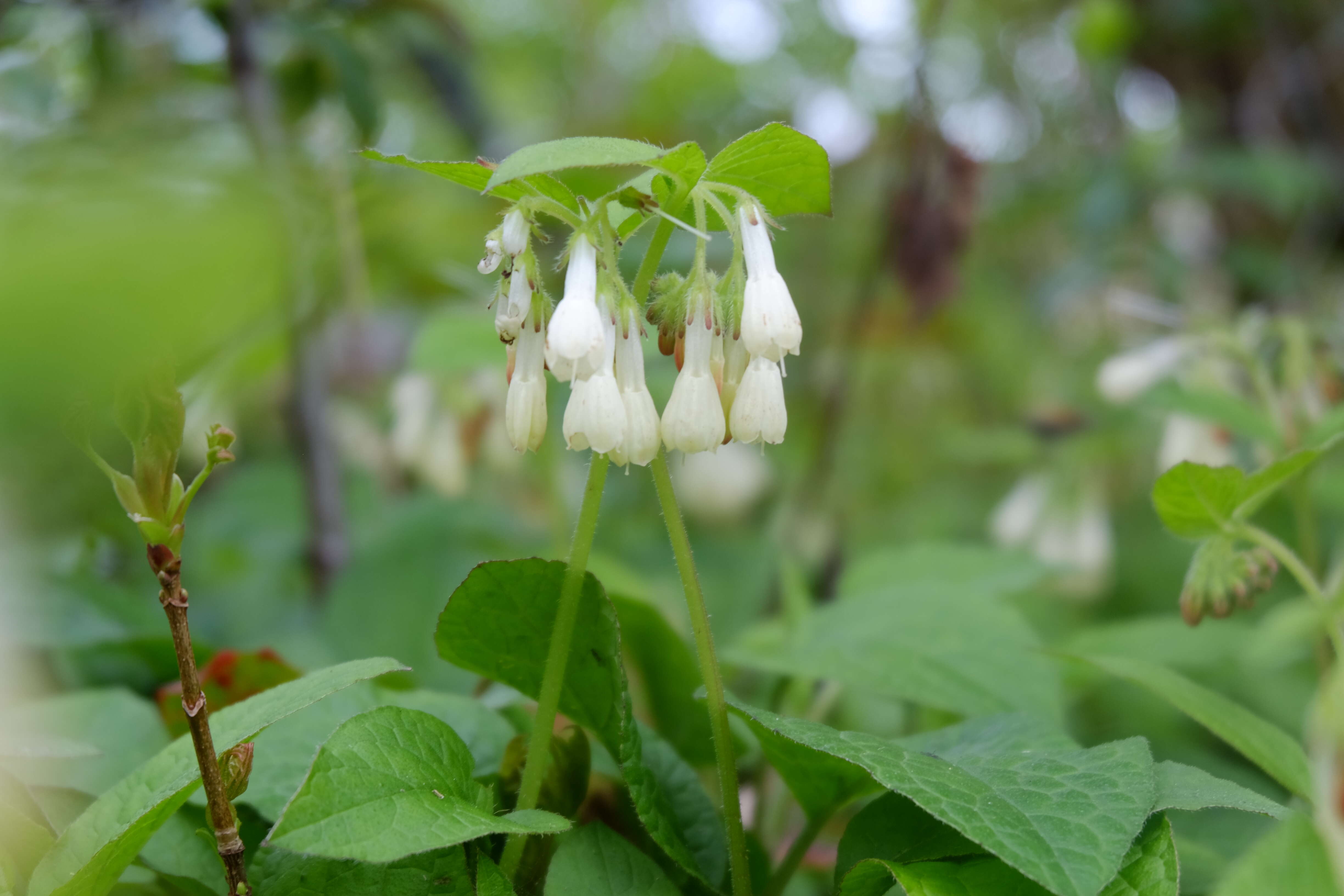 Image of Symphytum grandiflorum DC.