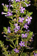 Image of Mauve freylinia