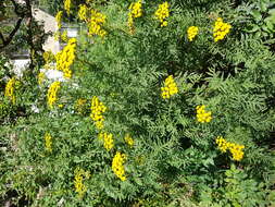 Image of common tansy