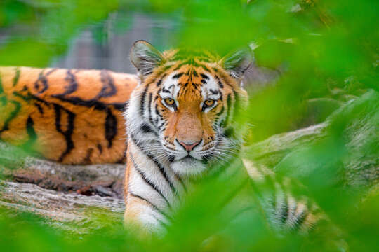 Image de tigre du Bengale