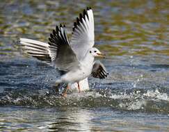 Image of Black-headed Gull