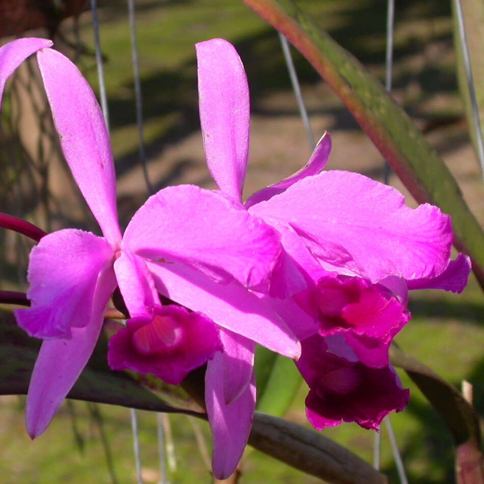 Plancia ëd Cattleya lawrenceana Rchb. fil.