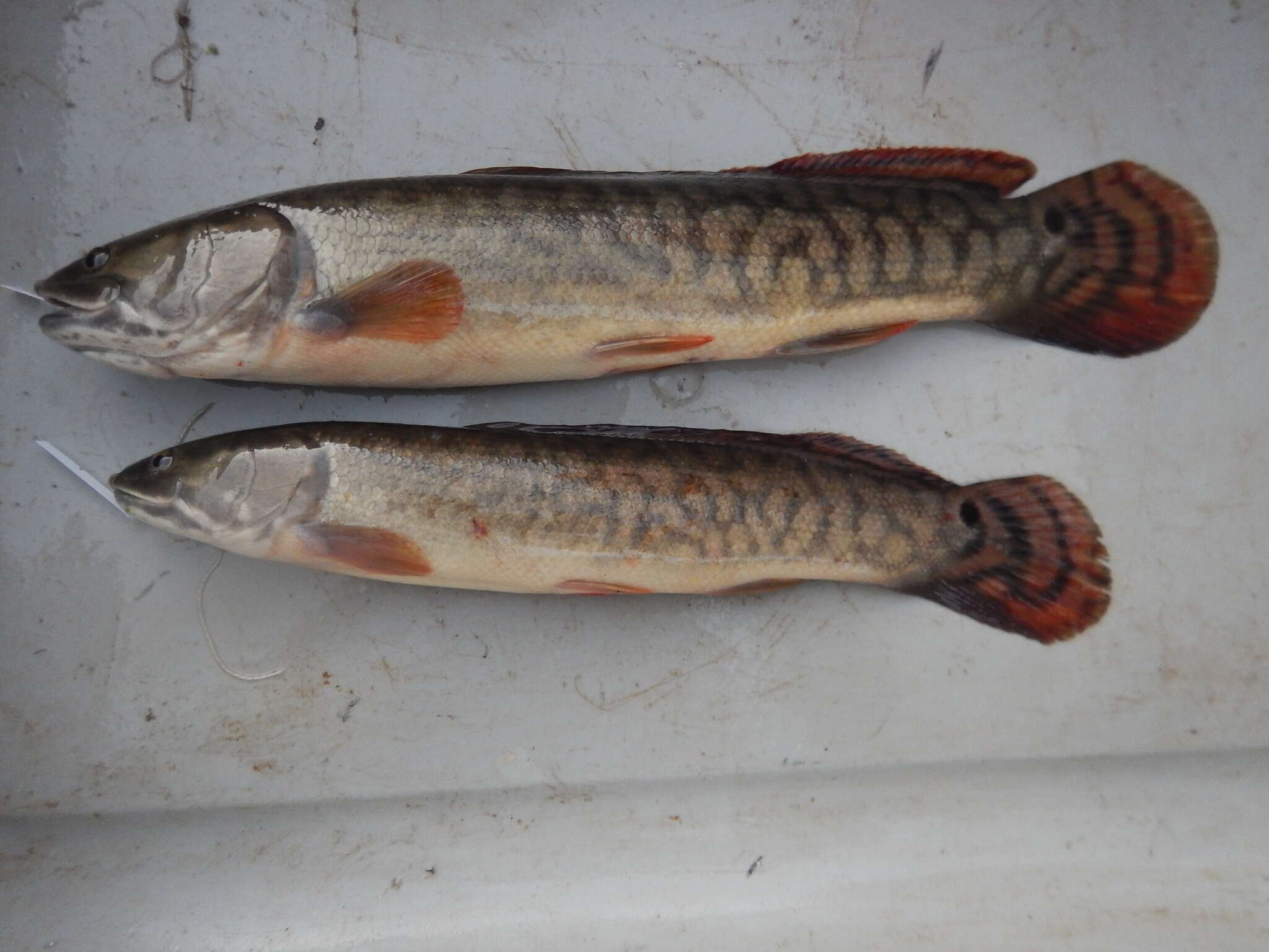Image of bowfins