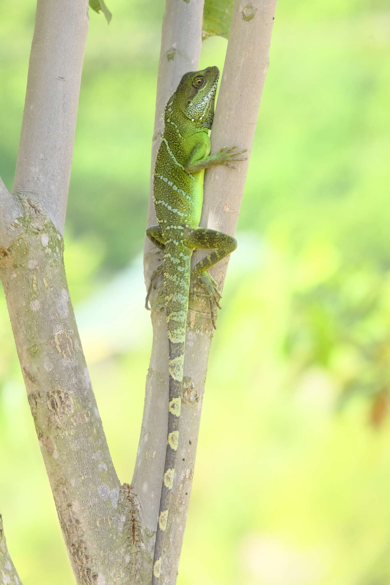 Physignathus resmi