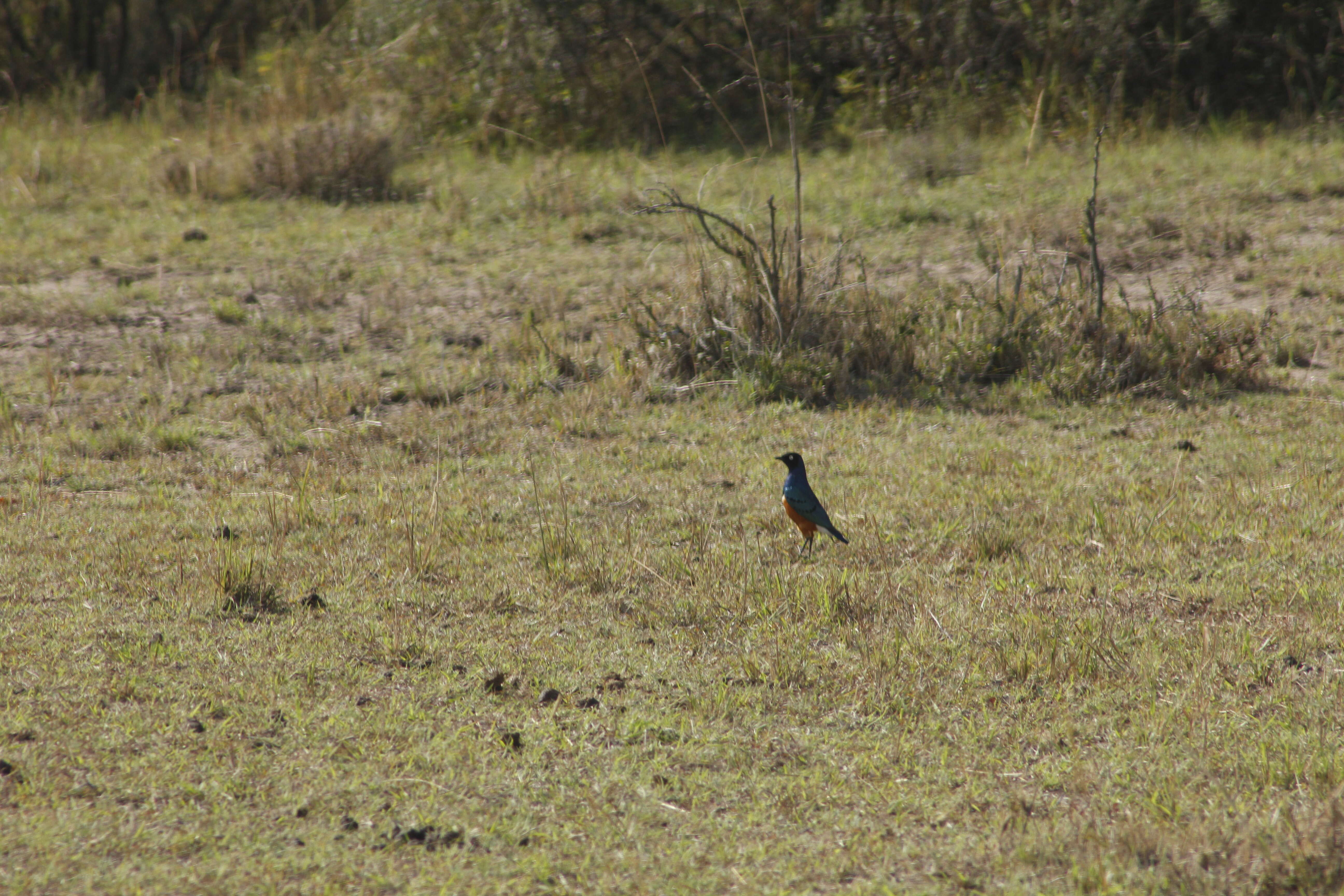 Image of Superb Starling