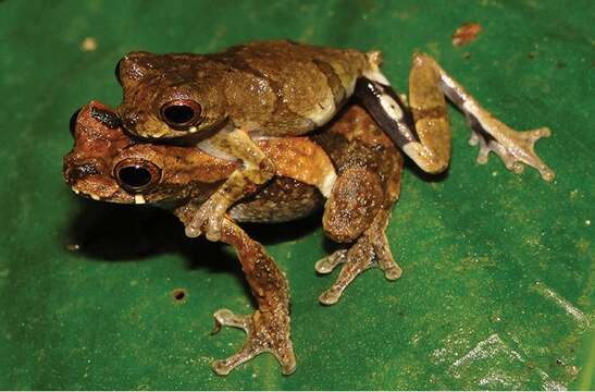 Imagem de Dendropsophus kubricki Rivadeneira, Venegas & Ron 2018