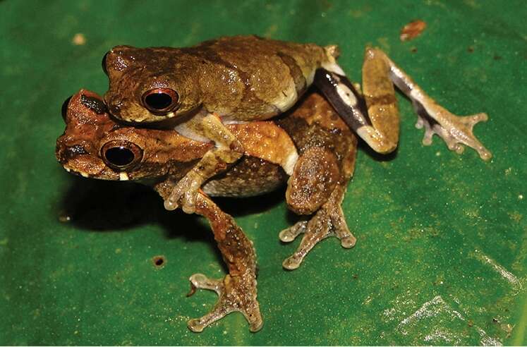 Image of Dendropsophus kubricki Rivadeneira, Venegas & Ron 2018