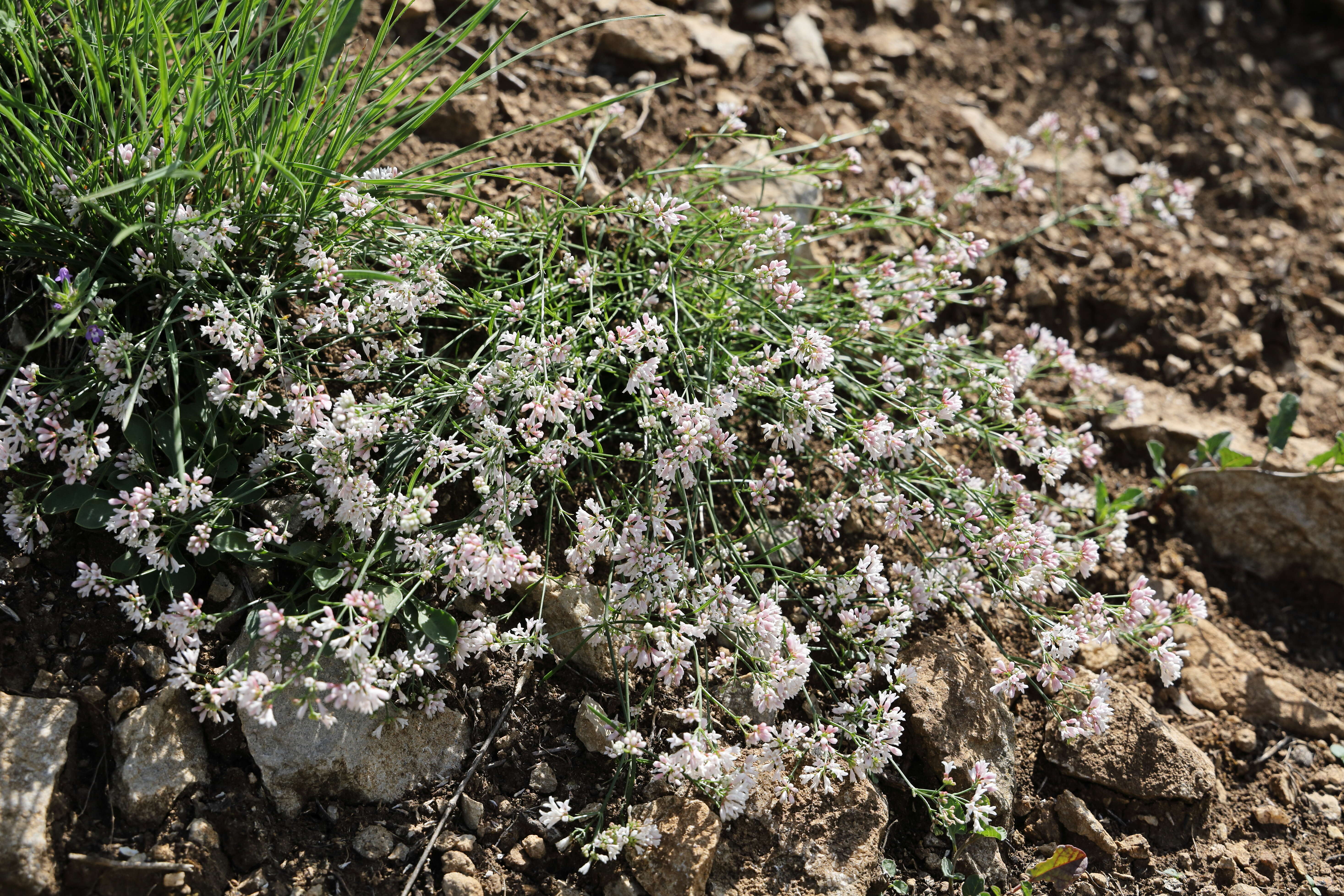 Image of squinancywort