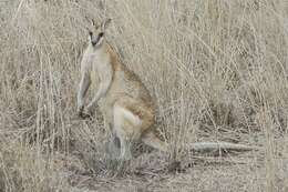 Image of Agile Wallaby