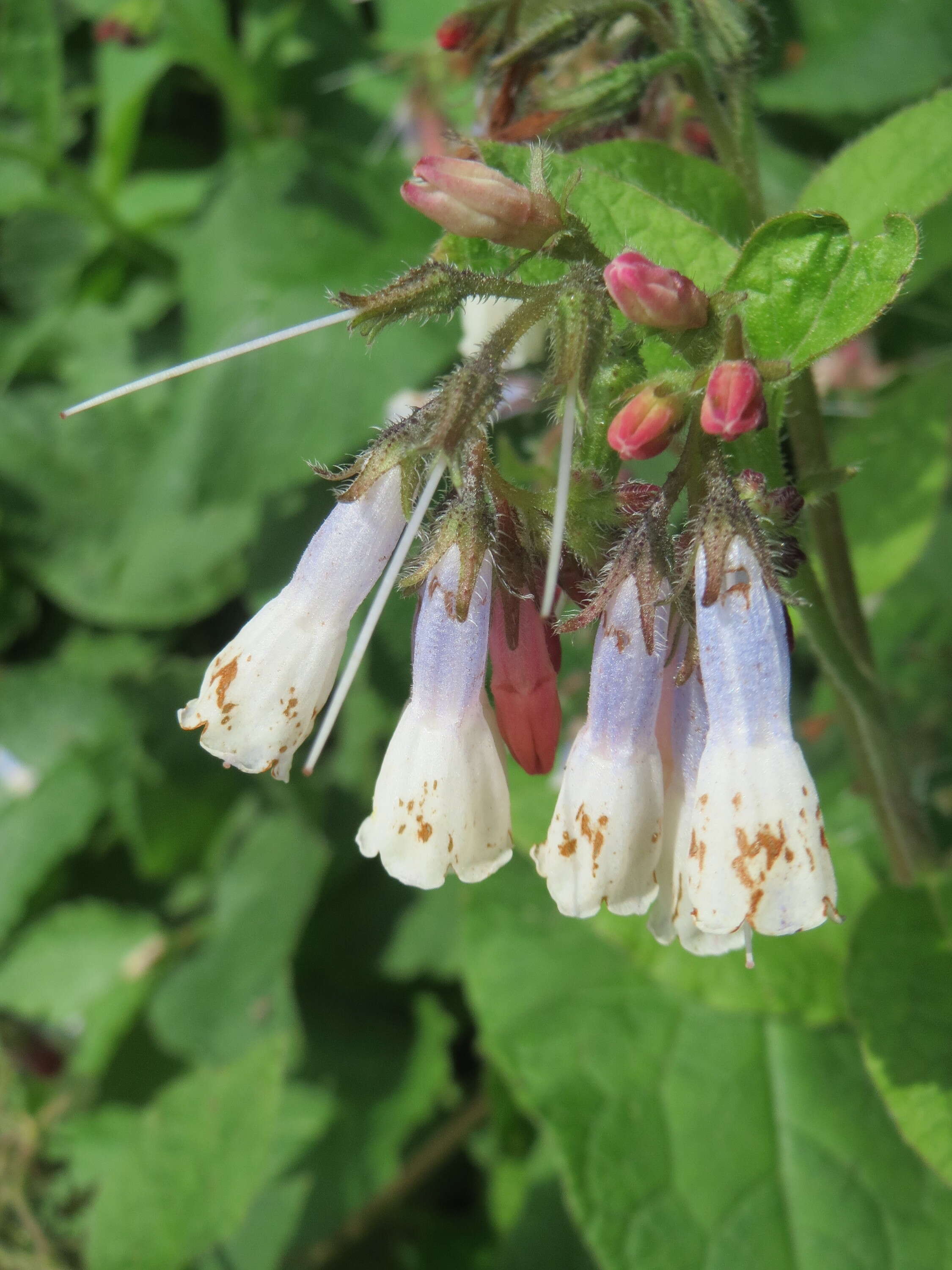 Image of Symphytum grandiflorum DC.