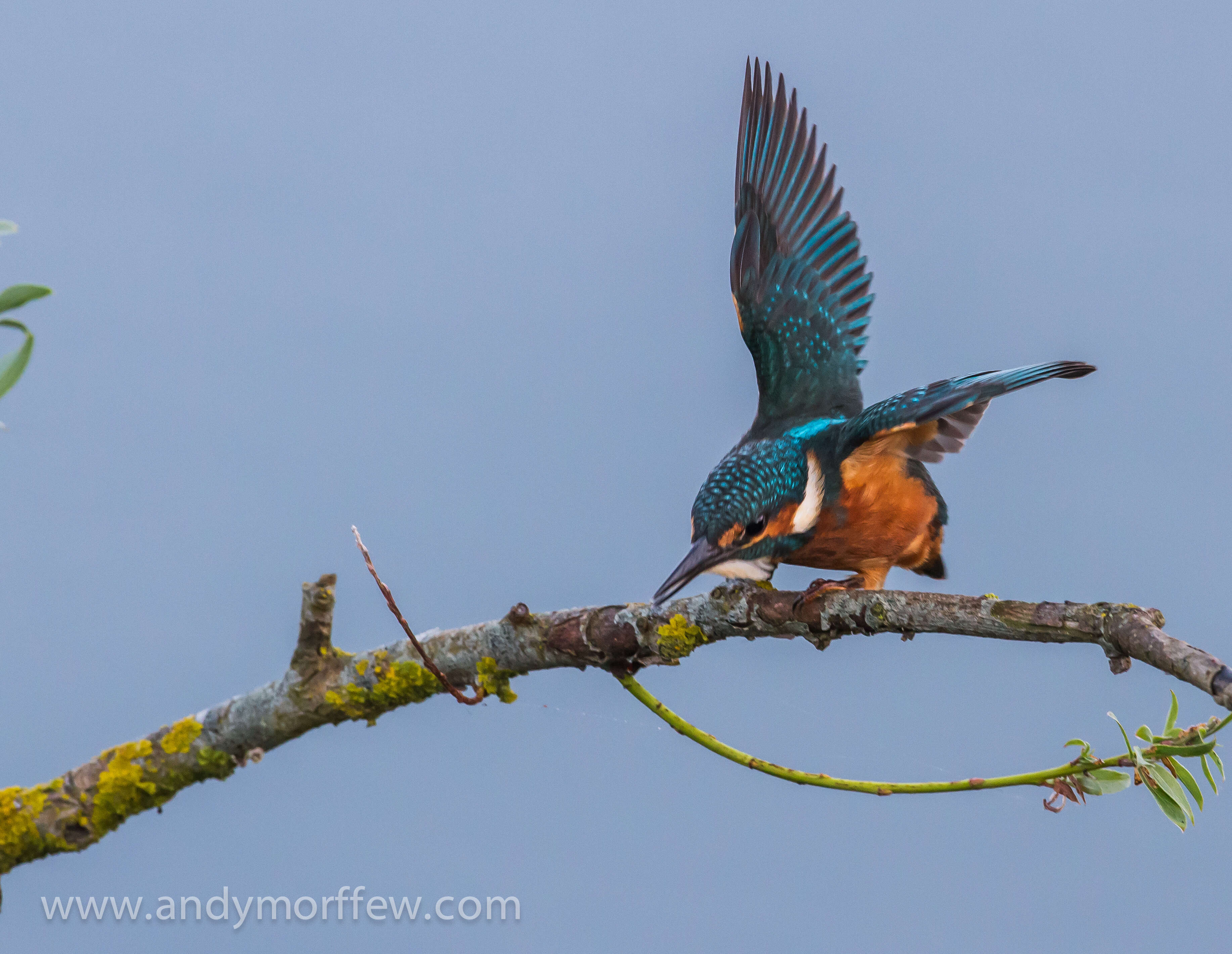 Image of Common Kingfisher