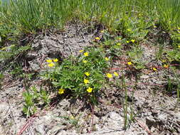 Image of silverweed cinquefoil