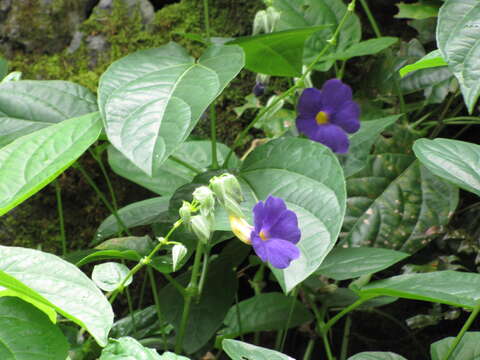 Image of Thunbergia battiscombei Turrill