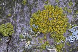 Image of lemon lichen