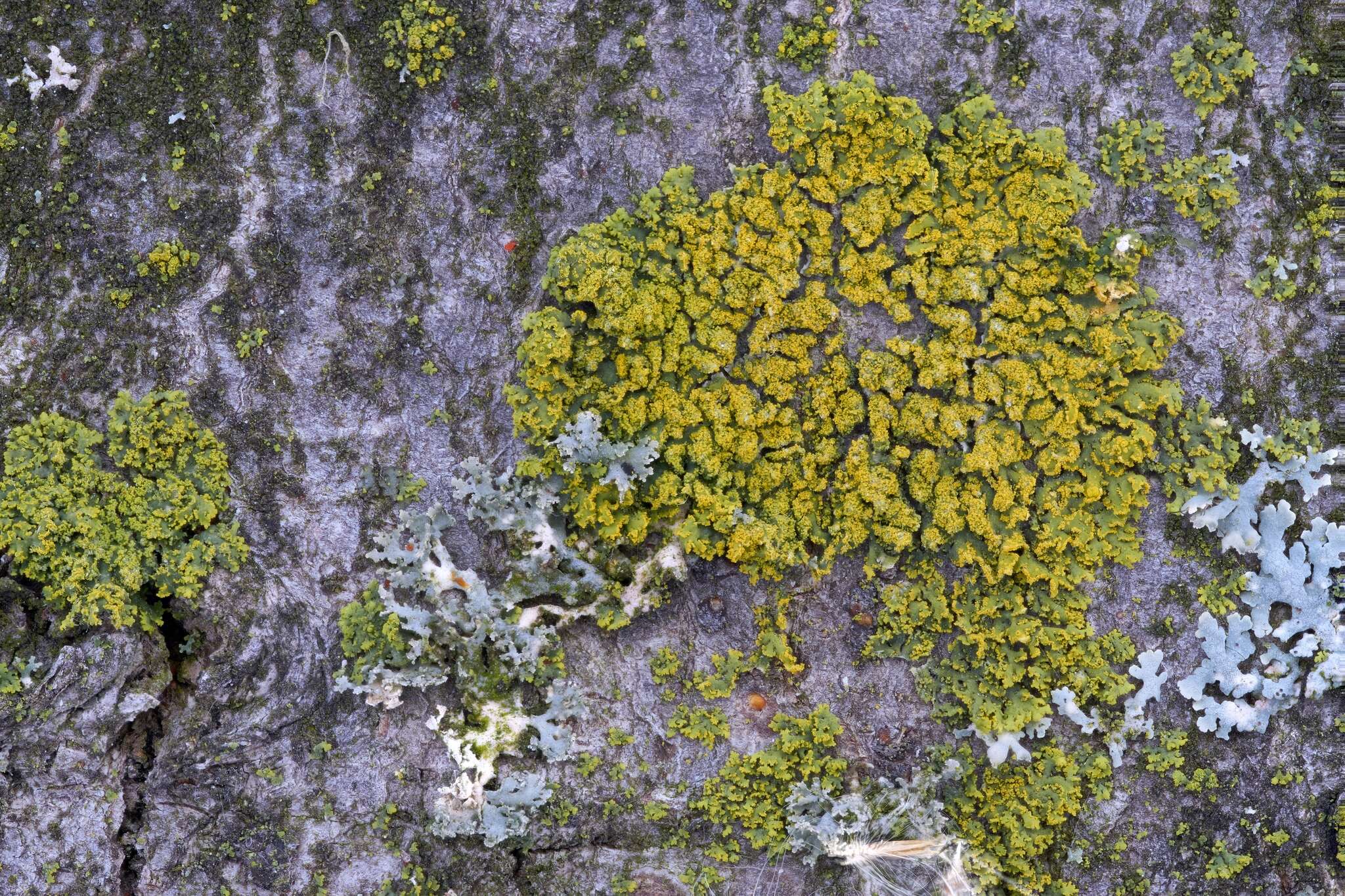 Image of lemon lichen