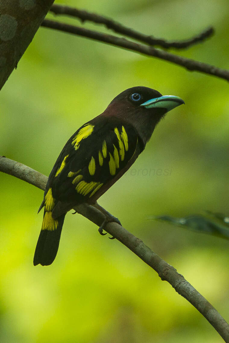 Image of Banded Broadbill