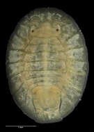 Image of Plakarthriidae Hansen 1905