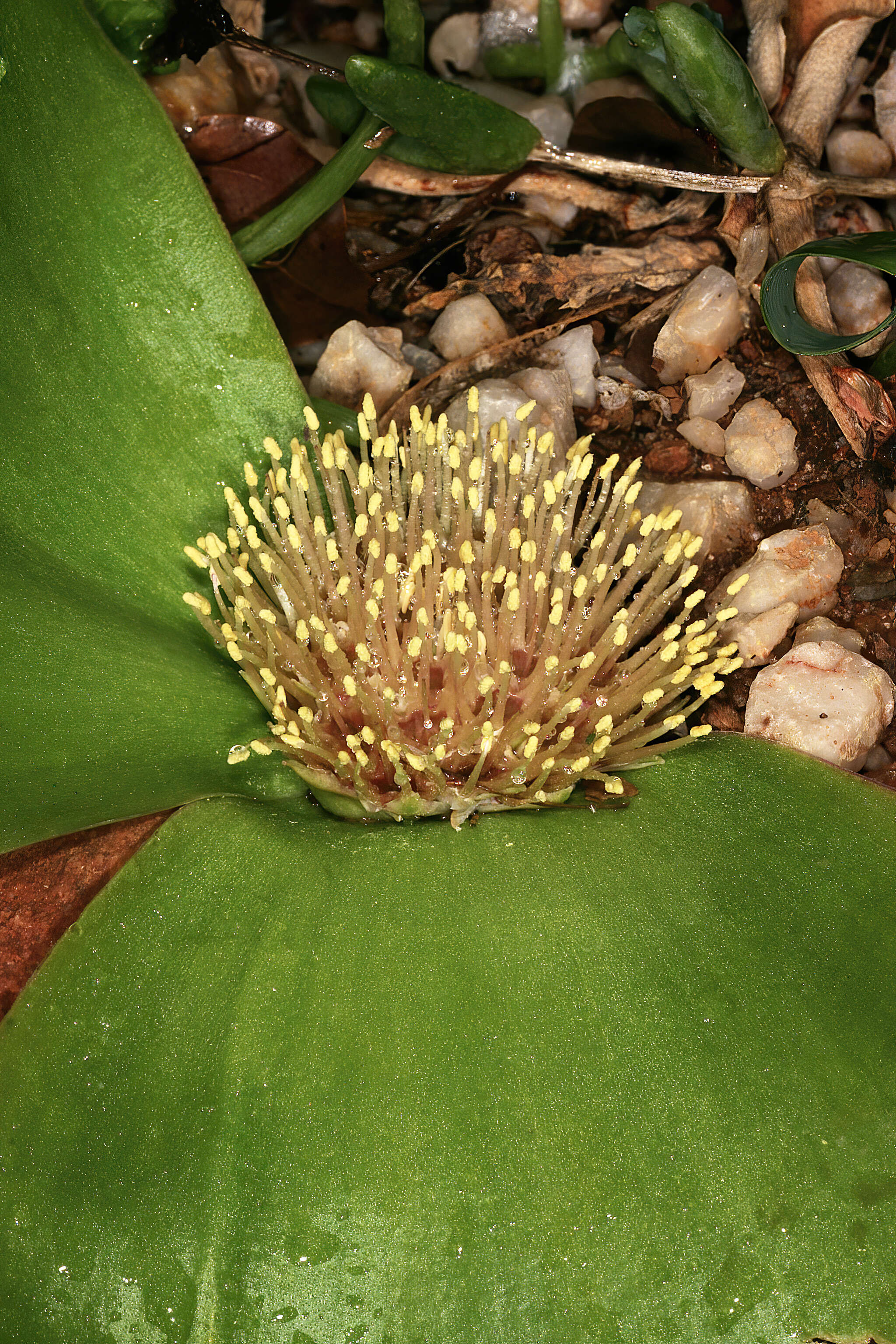 Image of Common Hedgehog Lily