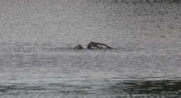 Image of Australian Pied Cormorant