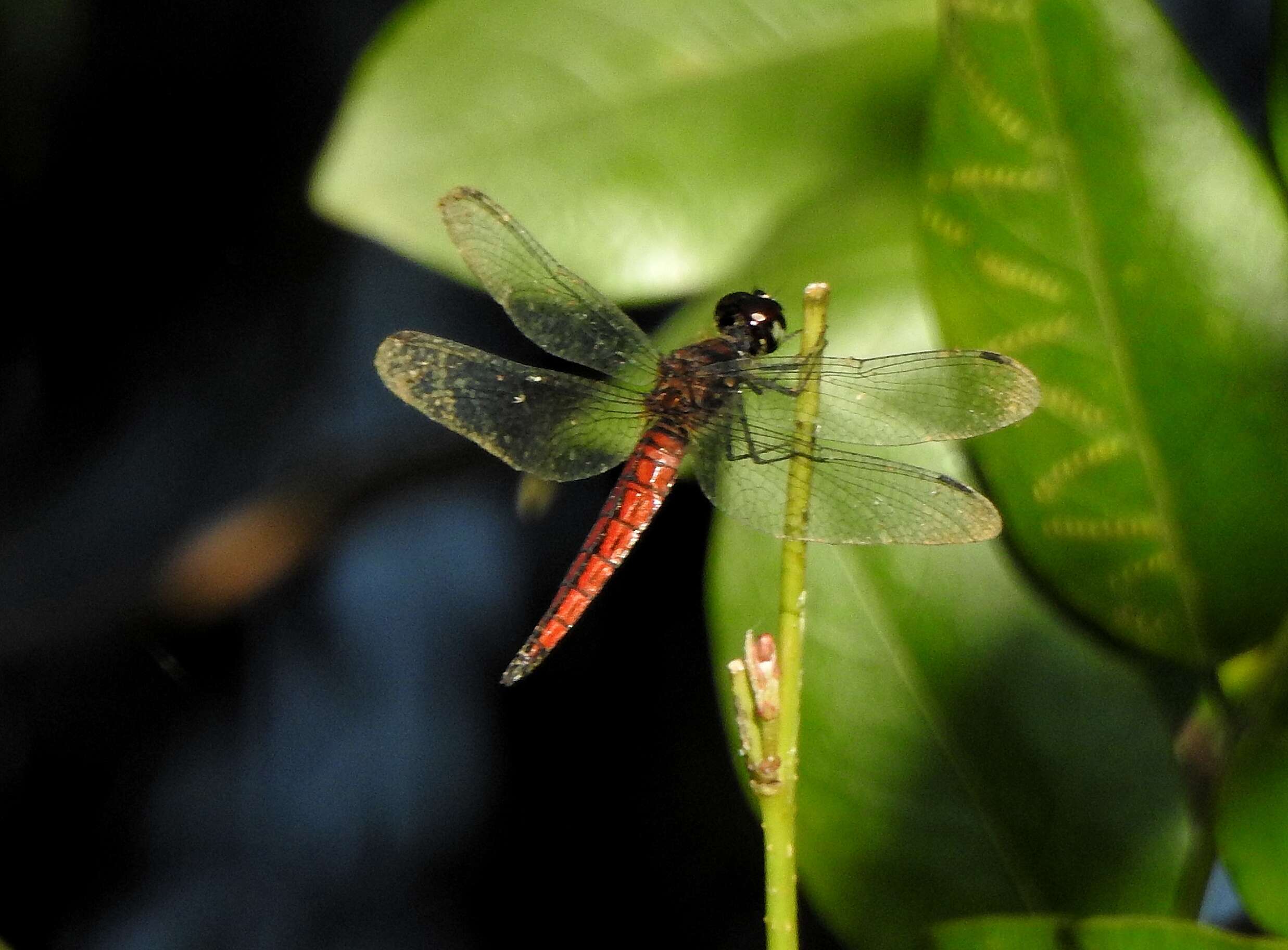 Image of little bloodtail