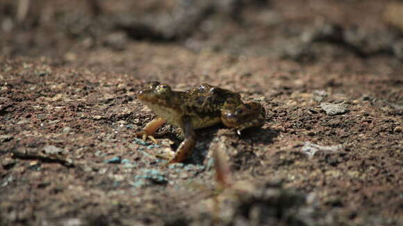 Image of Indian Skipper Frog