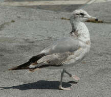 Image of California Gull