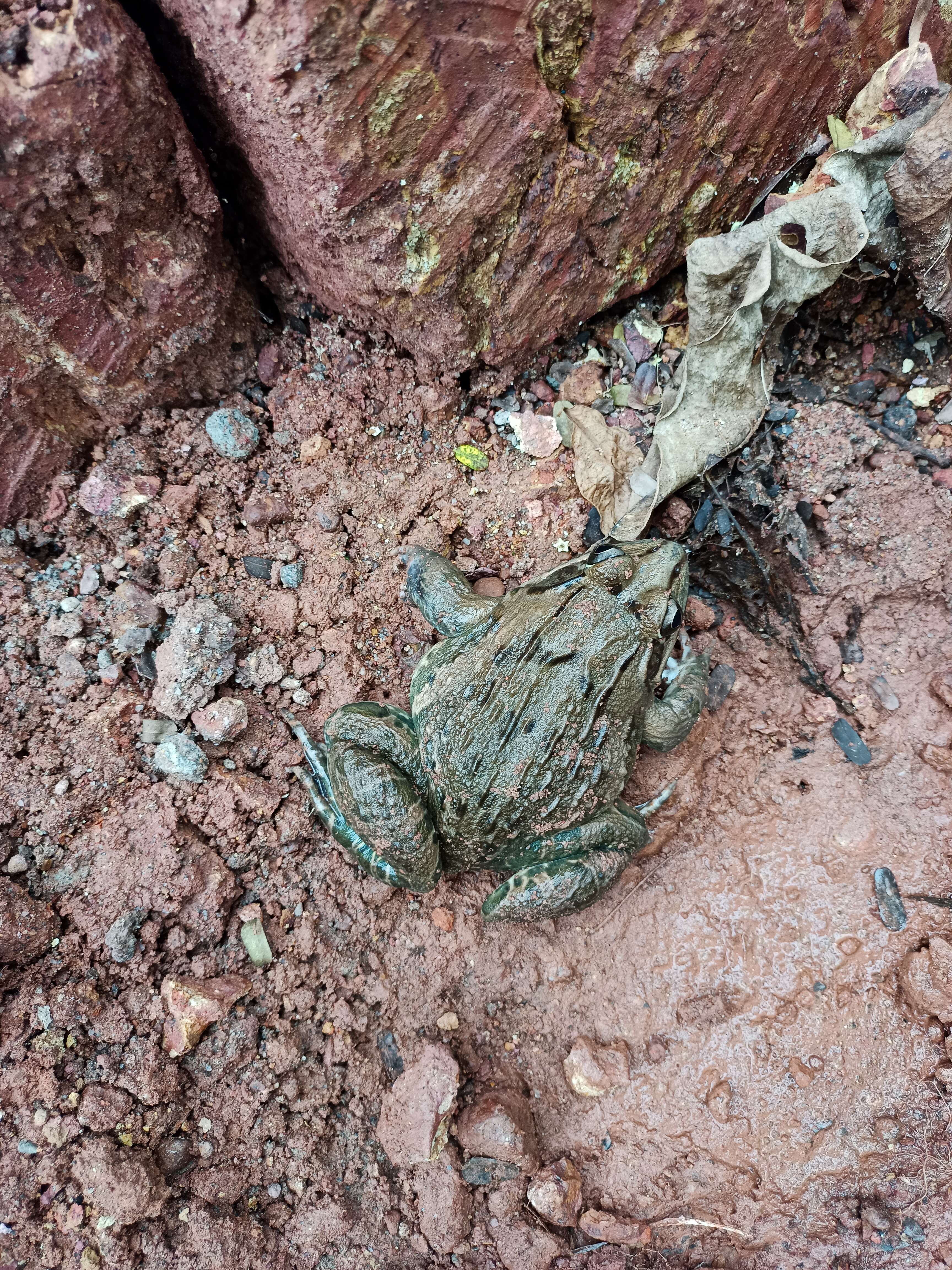 Image of Bull Frog