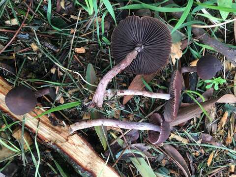 Image of Psathyrella bipellis (Quél.) A. H. Sm. 1946