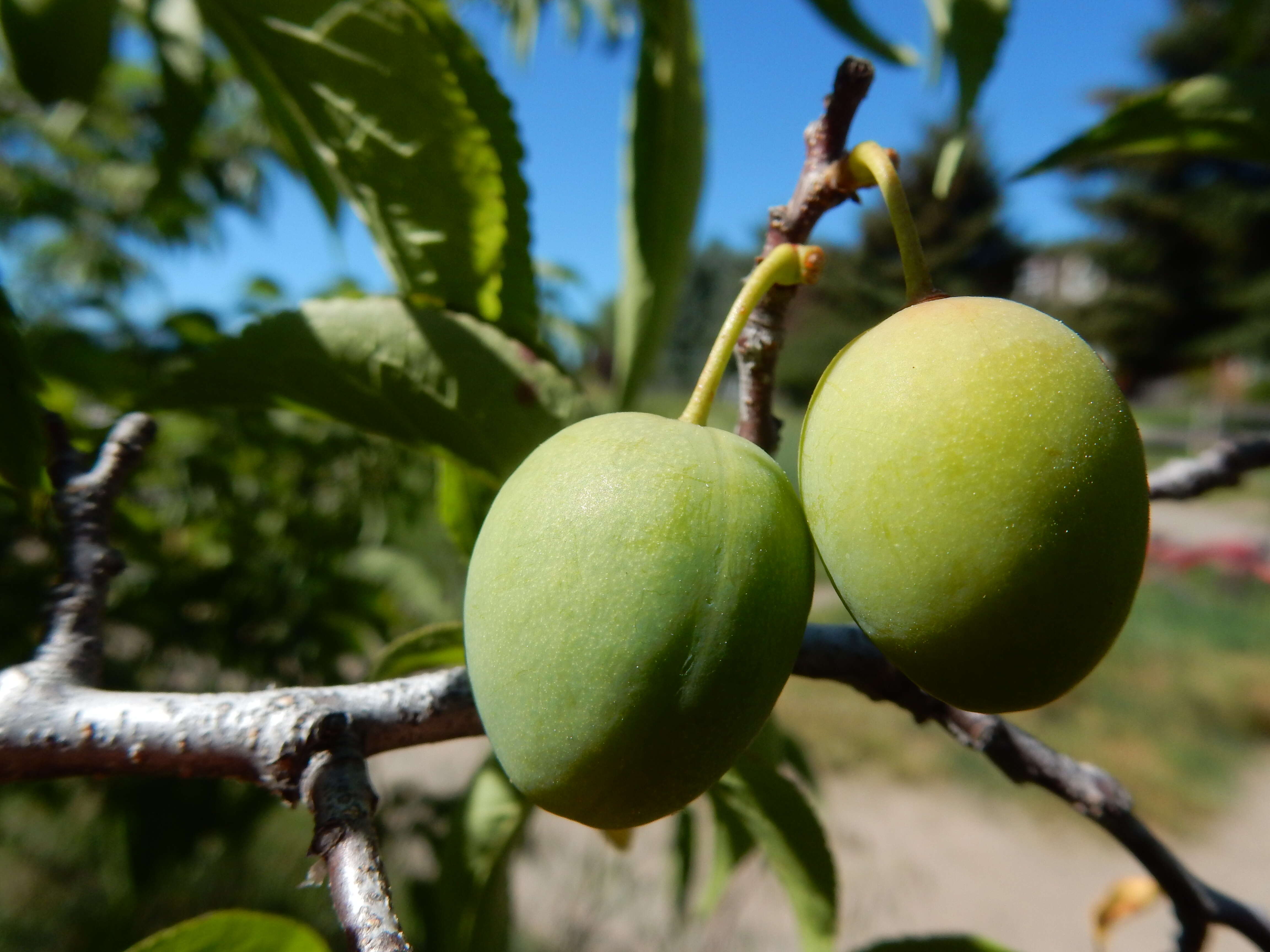 Image of American Plum