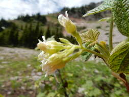 Image of sticky currant