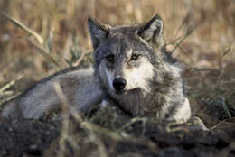 Image of coyote