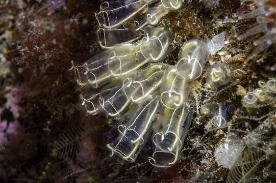 Image of Light-bulb sea squirt