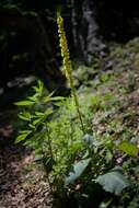 Verbascum nigrum L. resmi