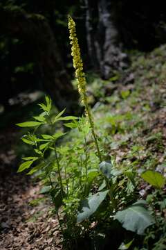 Verbascum nigrum L. resmi